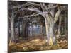 Del Monte Forest-Detlef Sammann-Mounted Art Print