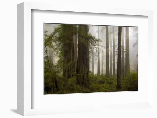 Del Norte Woods II-David Lorenz Winston-Framed Art Print
