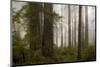 Del Norte Woods II-David Lorenz Winston-Mounted Art Print