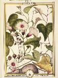 Sweet Potato (Ipomea Batatas), 1789-Delahaye-Giclee Print