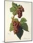 Delaware Grape-J. Troncy-Mounted Giclee Print