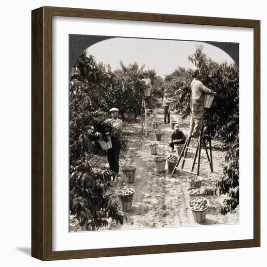 Delaware: Peach Orchard-null-Framed Giclee Print