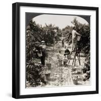 Delaware: Peach Orchard-null-Framed Giclee Print