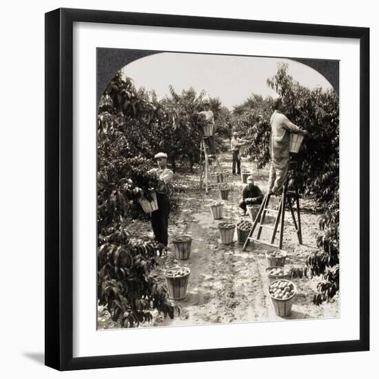 Delaware: Peach Orchard-null-Framed Giclee Print