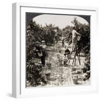 Delaware: Peach Orchard-null-Framed Giclee Print