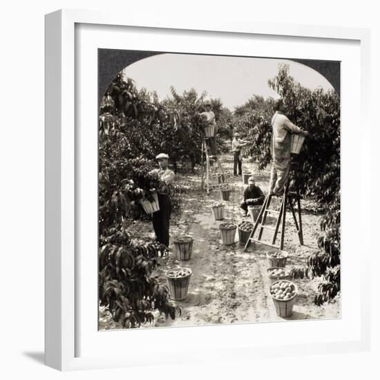 Delaware: Peach Orchard-null-Framed Giclee Print