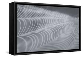 Delecate Impressions of Nature-Adrian Campfield-Framed Stretched Canvas