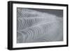 Delecate Impressions of Nature-Adrian Campfield-Framed Photographic Print