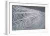 Delecate Impressions of Nature-Adrian Campfield-Framed Photographic Print