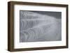 Delecate Impressions of Nature-Adrian Campfield-Framed Photographic Print