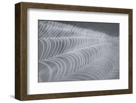 Delecate Impressions of Nature-Adrian Campfield-Framed Photographic Print