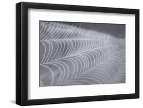 Delecate Impressions of Nature-Adrian Campfield-Framed Photographic Print