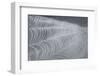 Delecate Impressions of Nature-Adrian Campfield-Framed Photographic Print