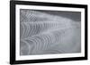 Delecate Impressions of Nature-Adrian Campfield-Framed Photographic Print