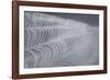 Delecate Impressions of Nature-Adrian Campfield-Framed Photographic Print