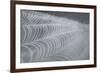 Delecate Impressions of Nature-Adrian Campfield-Framed Photographic Print