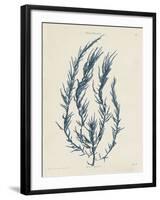 Delesseria Hypoglossum-Henry Bradbury-Framed Giclee Print