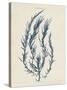 Delesseria Hypoglossum-Henry Bradbury-Stretched Canvas