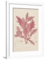 Delesseria-Henry Bradbury-Framed Giclee Print