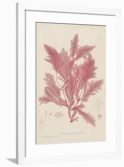 Delesseria-Henry Bradbury-Framed Giclee Print