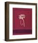 Delhi Daisy-Gaelle Cicarda-Framed Art Print