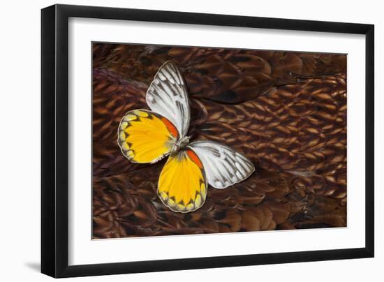 Delias Butterfly on Cooper Pheasant Feather Design-Darrell Gulin-Framed Photographic Print