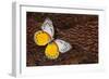 Delias Butterfly on Cooper Pheasant Feather Design-Darrell Gulin-Framed Photographic Print