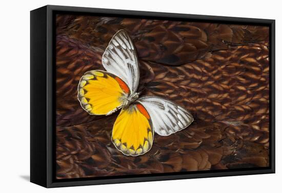 Delias Butterfly on Cooper Pheasant Feather Design-Darrell Gulin-Framed Stretched Canvas