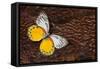 Delias Butterfly on Cooper Pheasant Feather Design-Darrell Gulin-Framed Stretched Canvas
