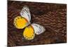 Delias Butterfly on Cooper Pheasant Feather Design-Darrell Gulin-Mounted Photographic Print