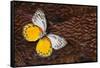 Delias Butterfly on Cooper Pheasant Feather Design-Darrell Gulin-Framed Stretched Canvas