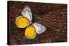 Delias Butterfly on Cooper Pheasant Feather Design-Darrell Gulin-Stretched Canvas