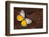 Delias Butterfly on Cooper Pheasant Feather Design-Darrell Gulin-Framed Photographic Print