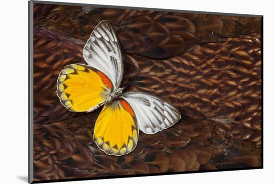 Delias Butterfly on Cooper Pheasant Feather Design-Darrell Gulin-Mounted Photographic Print