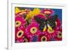 Delias Henningia butterfly on Gerber Daisy-Darrell Gulin-Framed Photographic Print