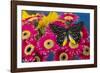 Delias Henningia butterfly on Gerber Daisy-Darrell Gulin-Framed Photographic Print