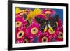 Delias Henningia butterfly on Gerber Daisy-Darrell Gulin-Framed Photographic Print