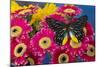 Delias Henningia butterfly on Gerber Daisy-Darrell Gulin-Mounted Photographic Print