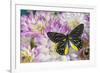 Delias Henningia butterfly on Pink Dahlia flowers-Darrell Gulin-Framed Photographic Print