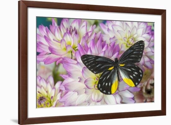 Delias Henningia butterfly on Pink Dahlia flowers-Darrell Gulin-Framed Photographic Print