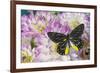 Delias Henningia butterfly on Pink Dahlia flowers-Darrell Gulin-Framed Photographic Print