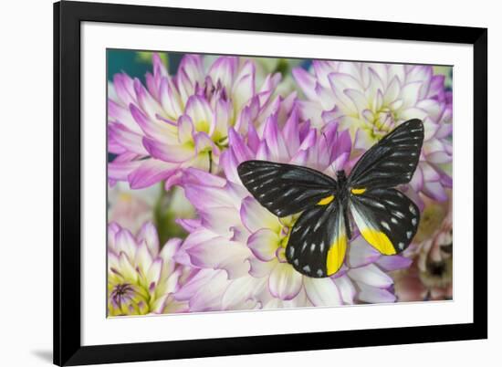 Delias Henningia butterfly on Pink Dahlia flowers-Darrell Gulin-Framed Photographic Print