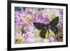 Delias Henningia butterfly on Pink Dahlia flowers-Darrell Gulin-Framed Photographic Print