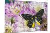 Delias Henningia butterfly on Pink Dahlia flowers-Darrell Gulin-Mounted Photographic Print