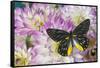 Delias Henningia butterfly on Pink Dahlia flowers-Darrell Gulin-Framed Stretched Canvas