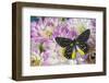 Delias Henningia butterfly on Pink Dahlia flowers-Darrell Gulin-Framed Photographic Print