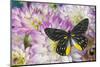 Delias Henningia butterfly on Pink Dahlia flowers-Darrell Gulin-Mounted Photographic Print