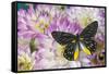 Delias Henningia butterfly on Pink Dahlia flowers-Darrell Gulin-Framed Stretched Canvas