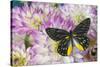 Delias Henningia butterfly on Pink Dahlia flowers-Darrell Gulin-Stretched Canvas