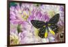 Delias Henningia butterfly on Pink Dahlia flowers-Darrell Gulin-Framed Photographic Print